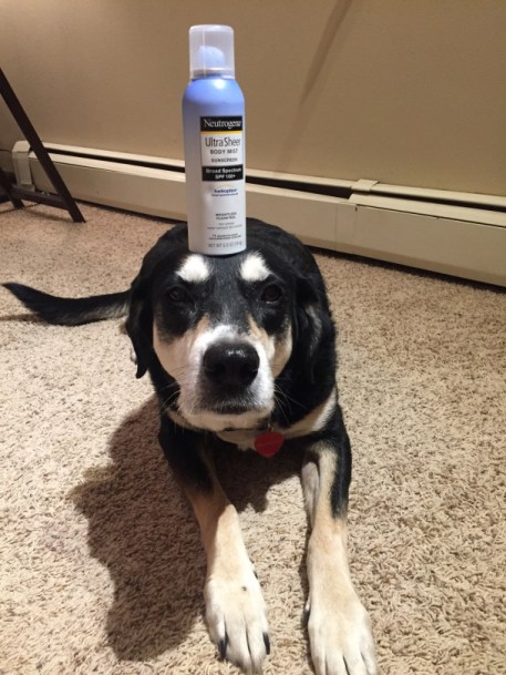 Sunscreen Dog