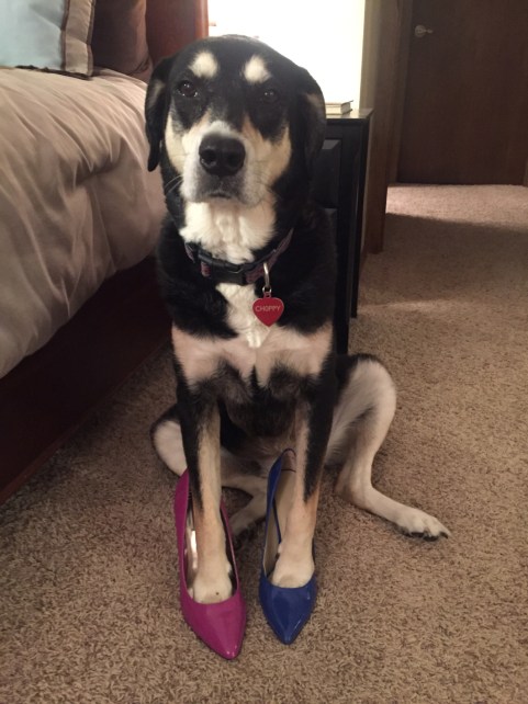 Two Different Colored Shoes Dog