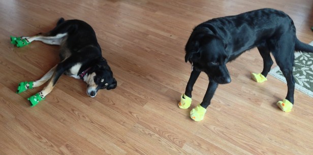 Choppy and Izzy in Booties.JPG