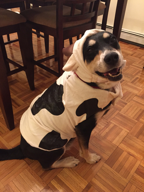 Dairy Dog