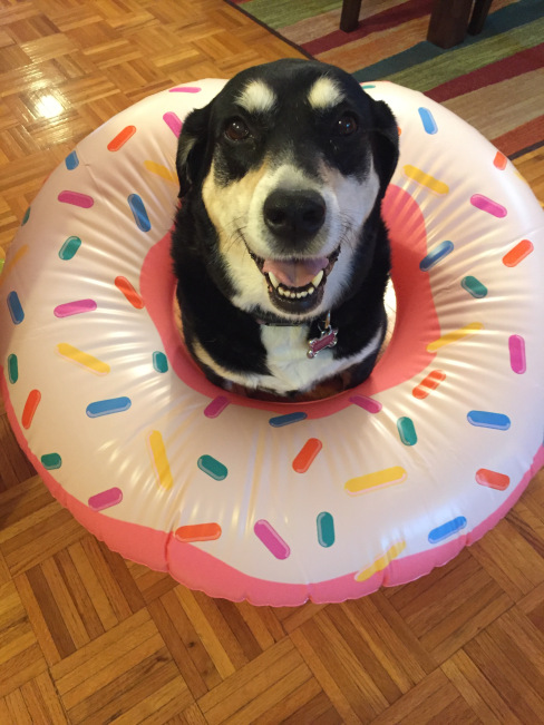 Doughnut Dog