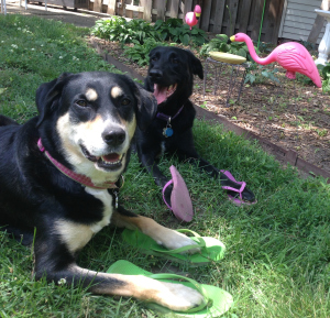 Flip Flop Dogs