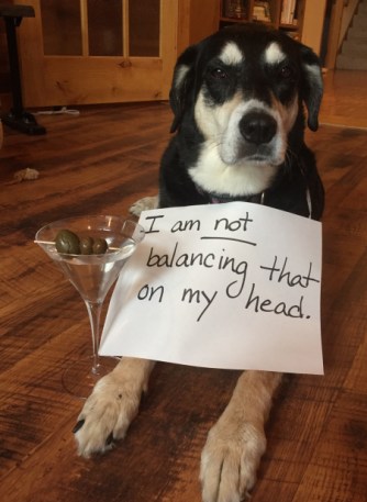 Martini Dog