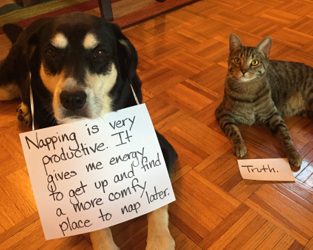 Productivity Dog and Cat