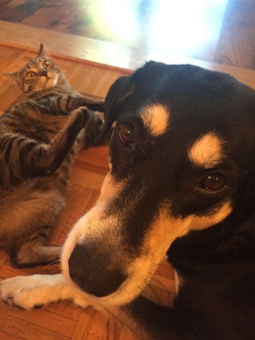Selfie Dog and Cat
