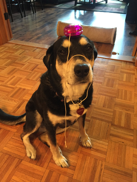 Yo-Yo Dog