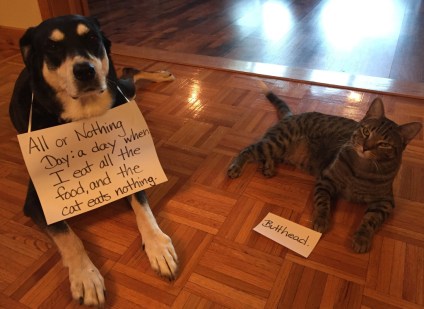 All or Nothing Cat and Dog