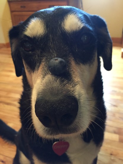 Blueberry Dog