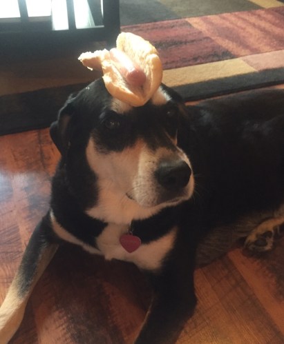 Hot Dog Dog