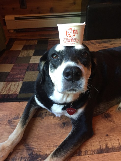 Ice Cream Dog
