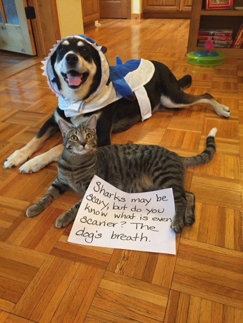 Shark Dog and Cat