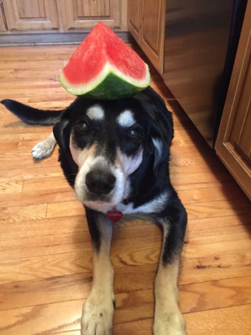 Watermelon Dog