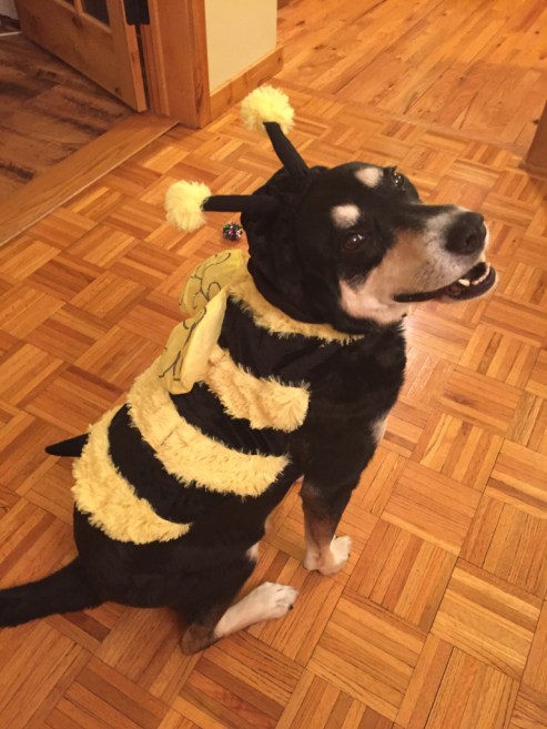Bee Dog