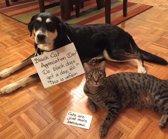 Black Cat Day Dog and Cat