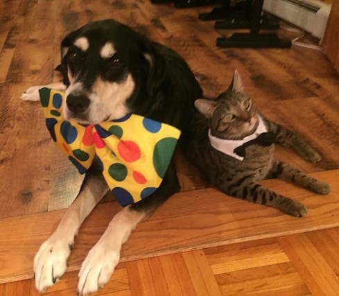 Bow Tie Dog and Cat