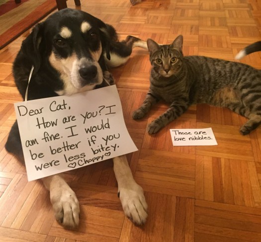 Letter Writing Cat and Dog