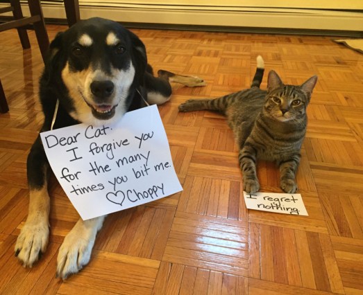 Pardon Dog and Cat