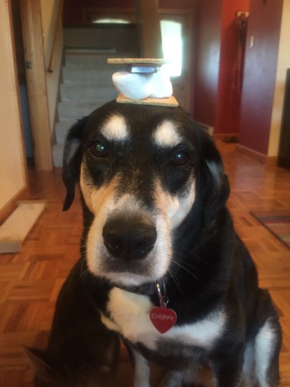 Smores Dog