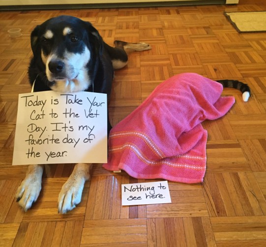 Take Your Cat to the Vet Day